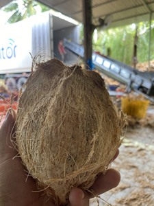 มะพร้าวพรีเมี่ยมออร์แกนิคเกรดพรีเมี่ยม สด ปอกเปลือกบางส่วน มะพร้าวดิบสุกแห้ง เวียดนาม น้ำมันมะพร้าว น้ำนมมะพร้าว 100% จากธรรมชาติ โรงงานผลิต - Product Image 4