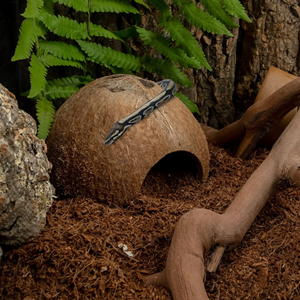 ที่หลบภัยจากมะพร้าวธรรมชาติสำหรับสัตว์เลื้อยคลาน ตุ๊กแก แมงมุม และปลาในตู้ปลา ถ้ำหลบภัยจากมะพร้าวธรรมชาติ บ้านมะพร้าวจากธรรมชาติจากเวียดนาม - Product Image 5