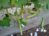 Lange Meloen KAKRI TAR Zaden Groene Kleur 99% Zuiverheid 85% Kiembaarheid Pakistaanse Oorsprong Moon Star Merk 1 Gram 1 Kg 6% Vocht Max 12%