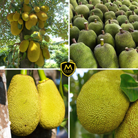 Natuurlijke verse jackfruit uit Vietnam _ Groothandelsleverancier voor importeurs & groothandels