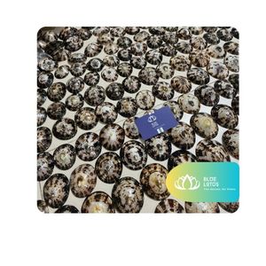 [BEST SELLER] Polished Eco-Friendly Limpet <b>Shell</b> Raw Material for Creative Crafts & Beach Souvenir <b>Ornaments</b>-Vietnam Supplier - Product Image 1