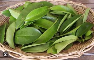 Hojas de guanábana secas seleccionadas a mano - Product Image 4