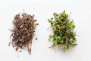 High Gel Strength <b>Dried</b> <b>Grass</b> Jelly Vietnam Leaves Fresh Harvest Wholesale Custom Packaging - Product Image 6