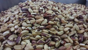 Noix du Brésil Bio Séchées de Qualité Supérieure, Certifiées ISO, Riches en Sélénium, Qualité Alimentaire, Vente en Gros, Meilleures Ventes - Product Image 6