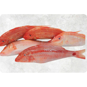 Venta al por mayor de mullet rojo entero congelado, suministro a granel, calidad premium, bajo en azúcar y carbohidratos, cajas de mariscos congelados en stock. - Product Image 1