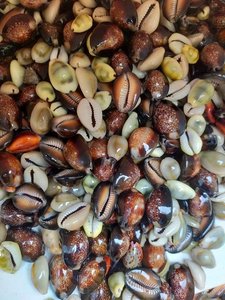 Cowrie Shell for Craft Projects and Jewelry Making with Consistent Quality and Export Supply - Product Image 2