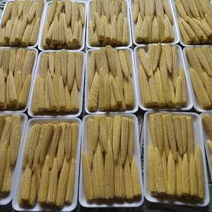 Maíz Bebé Congelado IQF de Vietnam, el Más Vendido, Calidad Premium, Directo de Fábrica, Saludable, Fresco, Dulce y Crujiente - Ms. Grace - Product Image 6