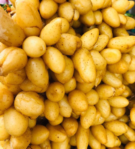 Proveedor Mayorista de Tubérculos Cocidos, Vegetales de Raíz Naturales para Postres, Congelados IQF, Estándar de Exportación - Product Image 2