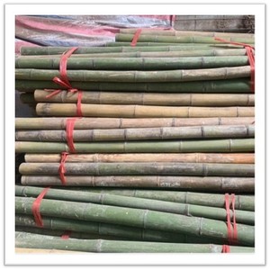 Bambous naturels du Vietnam en gros, bâtons de bambou durables pour l'agriculture, le jardinage, la clôture, l'aménagement paysager et la construction - Product Image 1