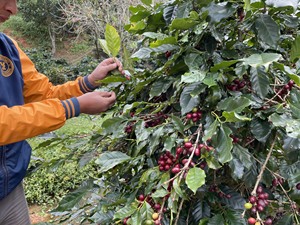เมล็ดกาแฟเขียวโรบัสต้าเวียดนาม ซิงเกิลออริจิน สกรีน 16 พรีเมียม แพร์เฟคด้วยน้ำผึ้งแดง 40 กก. - Product Image 3