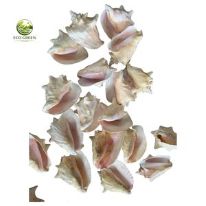 Conchas Decorativas de Primera Calidad para Bodas en la Playa y Decoración Náutica - Product Image 5