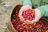 Café instantané 3 en 1 de Detech Coffee à l'arôme naturel en poudre 100% grains d'arabica Boîte de 15sachets * 16g