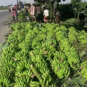 Ventes chaudes de bananes Cavendish biologiques - Bananes Cavendish vertes fraîches de qualité supérieure, grade 1, 100% pur, à prix avantageux - Product Image 5