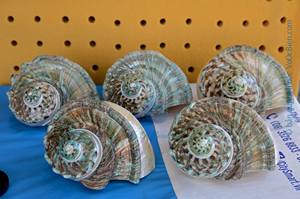 เปลือกหอยมาร์มาทาตัสขนาดใหญ่: หอยสังข์ลายทางสำหรับตกแต่งบ้าน เปลือกหอยสังข์สีเขียวขนาดใหญ่ เปลือกหอยมุกขัดเงาขนาดใหญ่ - Product Image 3