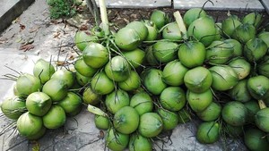 มะพร้าวน้ำหอมสดจากเวียดนาม - น้ำหวานธรรมชาติพรีเมียม - ราคาขายส่งที่ดีที่สุด // คุณทอม - Product Image 5