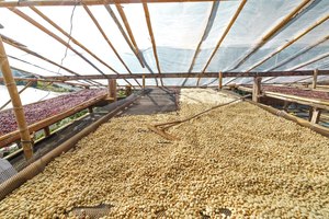 Mejor Precio, Granos de Café Crudo Robusta S16 de Vietnam, Cuerpo Intenso, Alto Contenido de Cafeína, Venta al Por Mayor para Fábricas de Café y Marcas - Product Image 3