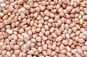 Nouvelle saison, arachides comestibles indiennes, noyaux d'arachides comestibles de qualité supérieure, noyaux d'arachides comestibles frais, nouvelle récolte - Product Image 4