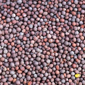 Factory Direct Bulk Supply Premium Natural White Mustard Seed Herbal <b>Plant</b> for Spice & Culinary Industry - Product Image 1