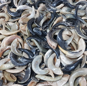 Cuerno de Shofar ecológico pulido Kosher de alta calidad Cuerno de carnero auténtico Rosh Hashanah Yom Kippur hecho a mano disponible múltiple - Product Image 5