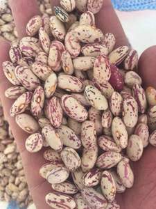 Haricots rouges authentiques légèrement mouchetés, à texture naturelle et sélection de récolte fiable pour la demande alimentaire à l'exportation - Product Image 1