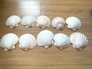 Coquilles de palourde entières écologiques, très demandées, de haute qualité, matériau décoratif durable pour l'aménagement d'aquariums, en vrac - Product Image 4