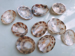 Coquille de limpet ovale polie du Vietnam pour accessoires de décoration intérieure, thème côtier, mise en scène de table utilisant du matériau de coquille authentique - Product Image 4