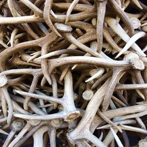 Compre Cápsulas de Extracto de Asta de Ciervo Rojo Entera, Suplemento Natural Orgánico de Alta Calidad para la Vitalidad Diaria - Product Image 5