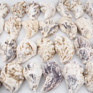 Mejor precio en conchas de ostra naturales, conchas marinas de fábrica para decoración y proyectos de manualidades. - Product Image 6