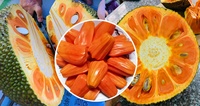 Oem Indonesische Rode Jackfruit Van Vietnam/Iqf Frozen Proces Hoge Kwaliteit 100% Bevroren Fruit + 84 379 472 573