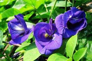 ผงดอกอัญชัน - Product Image 2