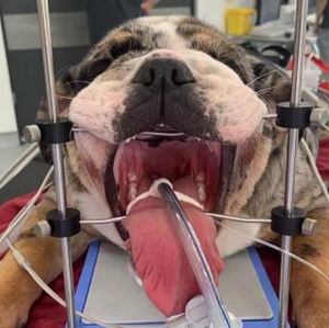 Mesa de Cirugía para Roedores de Diseño Ligero, Instrumentos de Odontología Veterinaria, Instrumentos Dentales para Conejos con Varillas de Acero Inoxidable - Product Image 4