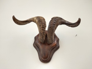 Par de cuernos naturales de oveja/berberisco para decoración. Cuerno decorativo de berberisco con correa de cuero para colgar en la pared. - Product Image 3