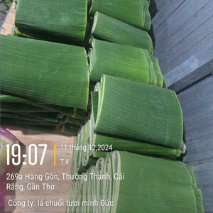 Feuilles de bananier fraîches et pures d'origine vietnamienne pour un emballage authentique des gâteaux et une présentation culinaire savoureuse par 99 Gold Data - Product Image 2