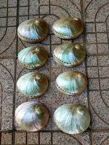 Conchas de Abulón de Vietnam, Suministro Natural, Conchas Marinas Premium, Venta al por Mayor a Granel, Exportación 2025 - Product Image 3