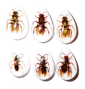 Yellow Paper Wasp Real Specimen Plastic Cabochon Pear Shape Cut <b>Top</b> 33x22 mm White Flat Bottom for Crafts and Jewelry Making - Product Image 1