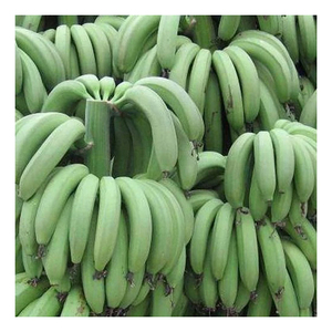 Plátano Cavendish Verde de Calidad de Exportación, Cosecha Fresca Premium para Suministro a Granel y Mercado de Comercio Internacional - Product Image 3