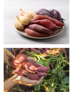 PATATA MORADA SECA, PATATA MORADA SECA EN POLVO, ANUNCIO DE COMIDA VIETNAMITA, FÁBRICA DE COMIDA ORGÁNICA, PRECIO ASEQUIBLE. - Product Image 6