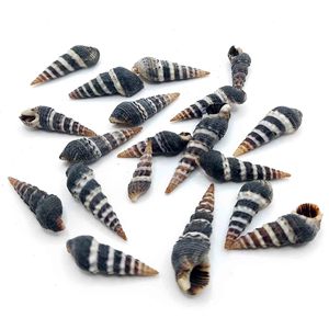Coquillages en spirale, fournitures artisanales de plage, coquillages naturels secs et propres, accessoires de décoration sur le thème de l'océan - Product Image 2