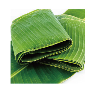 Feuilles de banane vertes fraîches de qualité supérieure, fraîchement cueillies du Bangladesh, pour l'emballage alimentaire, vente en gros, export SSAT - Product Image 3
