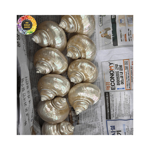 Concha de Caracol Pulida, Suministro Confiable de Fábrica, Mejor Precio para Acuarios y Manualidades - Product Image 5