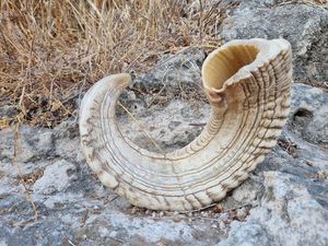 Shofar authentique en corne de bélier polie, style naturel, pour la cérémonie de prière juive traditionnelle, instrument de soufflerie, objet d'art de collection - Product Image 2