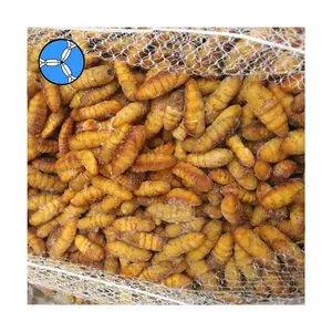 Silkworm Pupa Delicius Food Pupae Frozen Silkworm Pupa Dry Silkworm For Sale