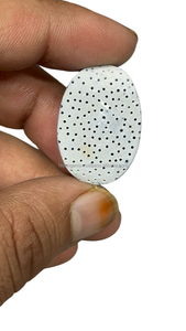 Piedra preciosa suelta de cabujón de Coral azul Natural de alta calidad para joyería al por mayor disponible - Product Image 3