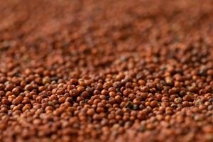 Farine de millet Ragi non glutineuse biologique la plus vendue, 100 % pure, pour le petit-déjeuner, la bouillie et l'alimentation quotidienne - Product Image 6