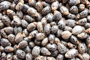 Graines de ricin entières naturelles Ricinus Communis Qualité export Fourniture en vrac pour l'extraction d'huile et l'utilisation industrielle - Product Image 2
