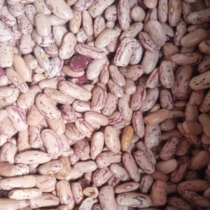 Haricots Sucrés de Sélection Premium avec une Propreté Améliorée, une Taille de Graine Uniforme et des Conditions de Stockage Soigneusement Contrôlées - Product Image 6