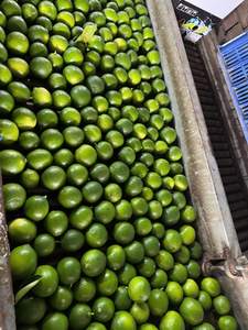 Limón/Lima frescos sin semillas para exportación: productos cuidadosamente seleccionados para garantizar la más alta calidad/Lima - Product Image 3