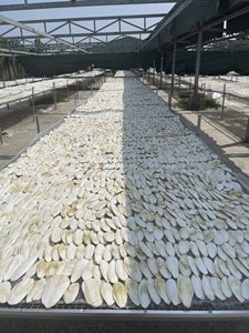 Os de Seiche Séché Naturel pour Perroquet : Calcium et Santé du Bec - Product Image 3