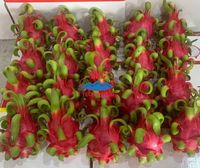 Vers Wit Vlees Dragon Fruit Uit Vietnam Groene Huid Zoete Smaak Van Hoge Kwaliteit Verpakt Voor Export Groothandel En Detailhandel