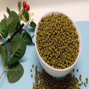 Frijoles Mung Verdes Orgánicos Enteros, 100% Puros, Naturales, Frescos, a Granel, Proveedor Mayorista del Reino Unido, 2 Años de Duración, Sin OMG, Cosecha Reciente - Product Image 3